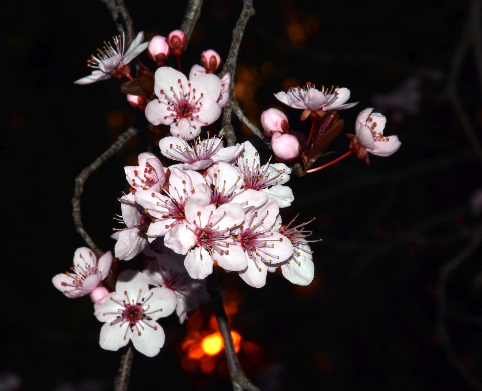 prunus al tramonto giardino torre del golfo