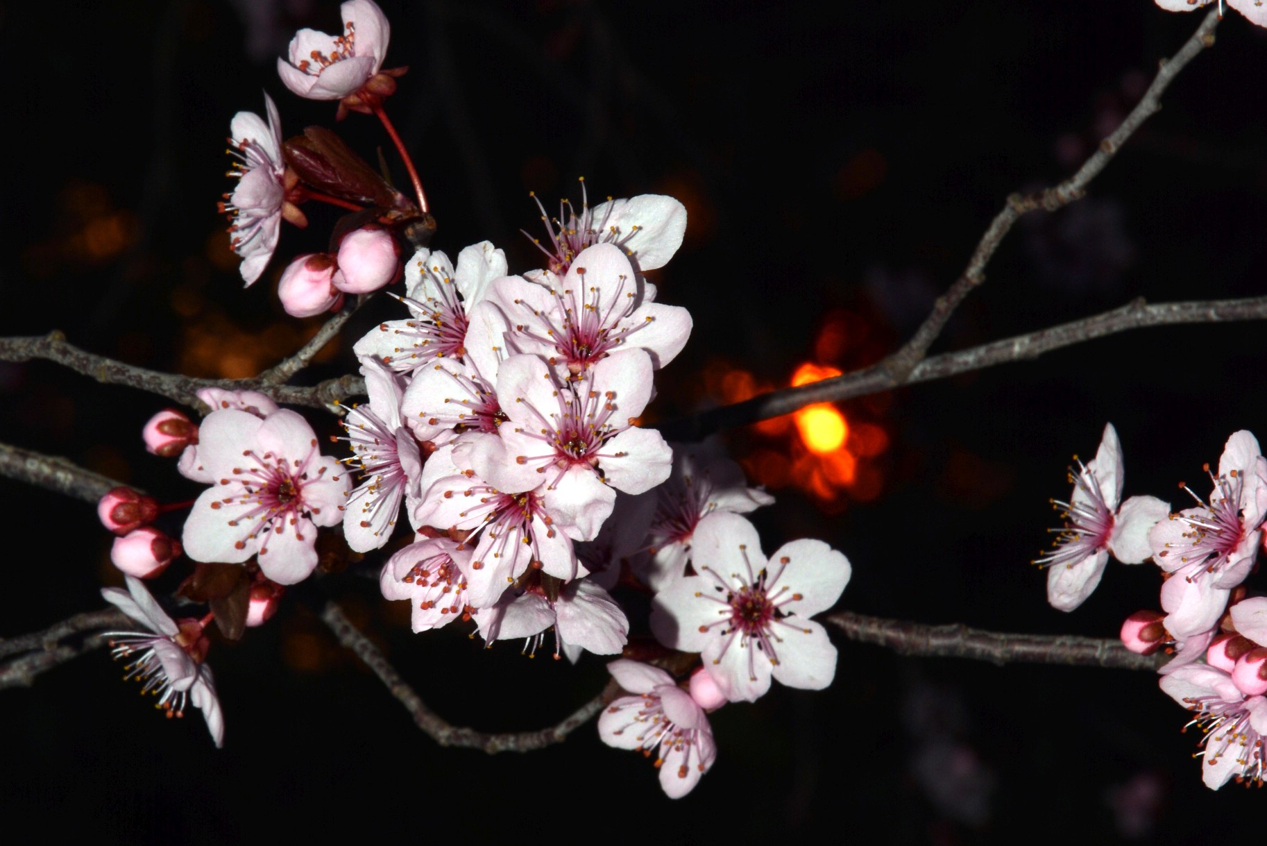 sunset prunus giardino torre del golfo